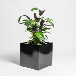 Blumenkübel aus Polystone, 50cm x 50cm x 50cm, Hochglanz schwarz