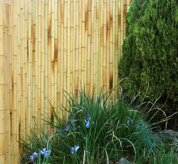 Bambusmatte, 180cm x 190cm, Vollrohr, hell, Papillon