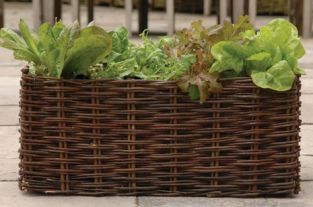 Weidenpflanzkorb für Salat