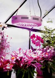 Superwachstums LED-2 Pflanzen-Lampe